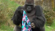 Gorilla Ivo im Zoo Berlin hat ein Dufttuch bekommen.