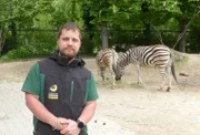 Der Tierpfleger Dominik Eigenbauer posiert für ein Foto vor seinen Zebra Schützlingen