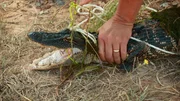 Young alligator.