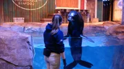 Sea Lion Finn with Trainer