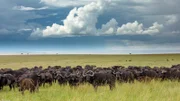 Eine Büffelherde streift während der Regenzeit im zentralen Masai Mara Reservat umher.