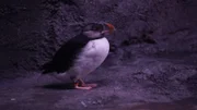 Puffin on Habitat