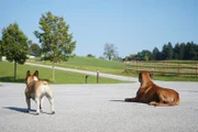 Diana Porsches Hunde haben alles im Blick, während Servus TV´s "Beste Freunde" in Eugendorf, Salzburg, Österreich.