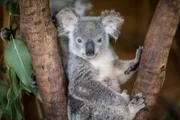 A koala looking at the camera.