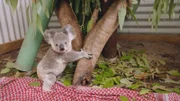Koala.
