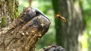 Asiatische Riesenhornisse fliegt einen Angriff auf ein Bienennest in einem hohlen Baum
