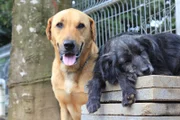 Die schönsten Hunde findet man unter den Mischlingen. Sie warten im Territorio de Zaguates in Costa Rica auf ein neues Zuhause.