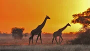 Im Serengeti Nationalpark sind neben vielen anderen Tierarten auch Giraffen beheimatet.