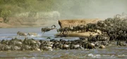 Tumultartige Szenen spielen sich an den Ufern des Mara ab, wenn große Herden sich zum Durchqueren des Flusses versammeln. Der Hunger treibt sie voran: Ohne die Gebiete am Mara Fluss müssten etwa dreissig Prozent der Gnus verhungern.