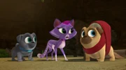 L-R: Bingo, Hissy, Rolly