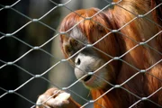 Sozialverhalten - Geschichten aus dem Zoo Berlin und dem Tierpark Berlin. In dieser Folge sind Futterexperimente bei den Orang-Utans zu beobachten.