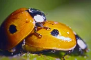 Marienkäferweibchen paaren sich mehrmals hintereinander mit unterschiedlichen Männchen.
