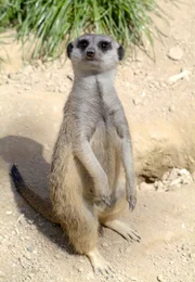 Erdmännchen.