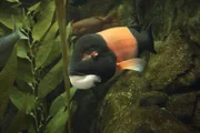 Sheephead Fish Carl