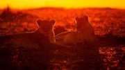 Löwinnen bei Sonnenaufgang. Sie haben eine harte Nacht voller Jagdversuche hinter sich. Nur ein Bruchteil dieser Jagden sind erfolgreich.
