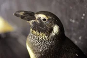 Brillenpinguin Rüdiger im Tierpark Berlin.