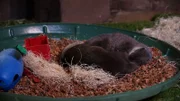 Asian Small Clawed Otters