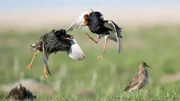 Männliche Kampfläufer führen dramatische Fechtkämpfe, um Dominanz zu zeigen.