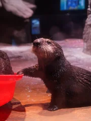 Sea Otter Mara.
