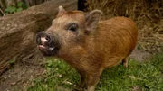 Tag 6 Ein Schweinchen namens Øffert