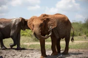 An elephant splashing mud on its back with another elephant walking behind.