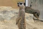 hr-fernsehen GIRAFFE, ERDMÄNNCHEN UND CO.-XL (6), Antibabypille für Flusspferd Petra, Sechsteilige Sendereihe.