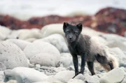 Ein Polarfuchs bewacht die Küstenlinie des Hornstrandir-Naturreservats.