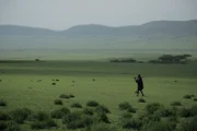 Mit dem Regen kehrt das lebenspendende Grün in die Serengeti zurück.
