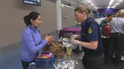 Tausende von Männern und Frauen widmen ihr Leben dem Schutz der australischen Grenze. Als Grenzbeamte stoßen sie bei ihrer Arbeit gegen Terrorismus, Schmuggel, illegale Einwanderer, Menschen- und Drogenhandel zum Teil auf äußerst kuriose Fälle ...