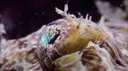 Seaweed blenny