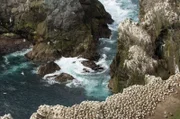 Eine Gruppe von Seevögeln hat sich auf der Klippe niedergelassen.