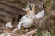Ein Basstölpelpaar auf den Klippen des Hermaness National Nature Reserve auf den Shetlandinseln, Schottland.