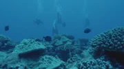 Antje Boetius begleitet Naturschützer in das Riff vor der Insel Rarotonga. Hier machen sie Jagd auf den gefährlichen Rifffresser: Dornenkronenseesterne.