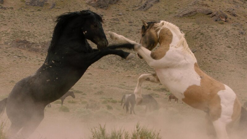 Free Spirit - Mustangs in Gefahr (USA, 2023)