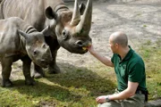 ARD/rbb PANDA, GORILLA & CO. TEIL 30, "Kuscheln". Zoo Berlin: Rund achtzig Kilogramm Gras vertilgen Rhinozerosse am Tag. Zudem sind sie noch schlechte Futterverwerter, so dass die Spitzmaulnashörner Ine und Akili jeden Tag eine riesige Menge an Kot produzieren! Tierpfleger Carsten Schwend hat keine Probleme mehr, mit der hundert Kilogramm schweren Schubkarre und füttert seine Tiere beständig mit Obst.