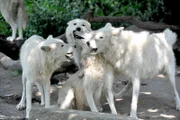 Große Aufregung bei den Polarwölfen im Zoo: Auf ihrer Anlage soll der Rasen neu gesät werden. Vorübergehend werden die Wölfe deshalb ins Nachbargehege ausquartiert. Hier wohnt normalerweise Braunbärin Siddy. Das kanadische Rudel ist völlig aus dem Häuschen. Tierpfleger Markus Röbke und sein Team müssen sich mit der Gartenarbeit beeilen.