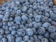 Frischgeerntete Blaubeeren aus Portugal.