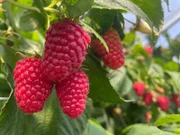 Himbeeren hängen an einem Strauch in einer deutschen Beerenfarm.