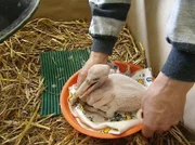 Ganz auf sich allein gestellt ist Reviertierpfleger Ronald Richter, wenn er morgens als Erster bei der Arbeit ankommt. In dieser Nacht ist ein Inkubator ausgefallen. Ein frisch geschlüpftes Pelikanküken im Nest benötigt dringend seine Hilfe.