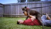 Der Hund spielt mit seinem Besitzer