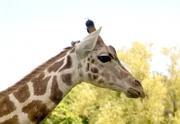 Die Kronberger Rothschildgiraffen sind sehr kontaktfreudig.
