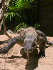 Komodo dragon.