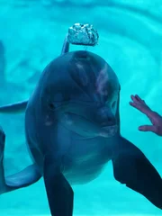 Dolphin at Window with Trainers