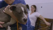 lizzy at vet