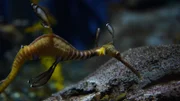 Sea Dragon