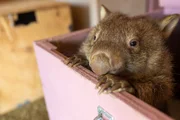 A wombat peaking out of it's box.