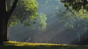 Kangaroo