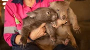 Zwei Wombat