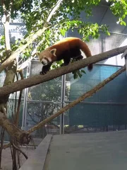 Red panda.