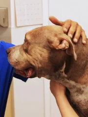 Toney and dog at vet